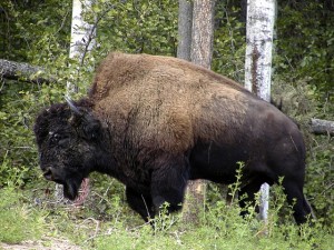 Wood Bison