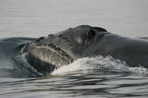 North Pacific Right Whale (Eubalaena japonica) Photo: NOAA