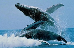 Humpback Whales jumping