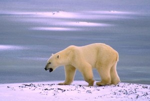 Polar bear (Photo courtesy Fish and Wildlife Service)