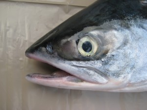 Salmon head
