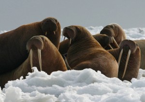 Alaska walrus sanctuary will open despite budget cuts - Ktoo