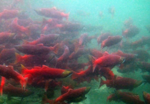 Sockeye salmon. (Photo courtesy U.S. Fish and Wildlife Service)