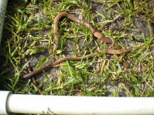 Earthworms live in Alaska too - Ktoo