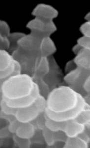 Close-up of spines on surface of spore