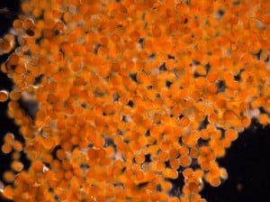Possible copepod eggs from Kivalina