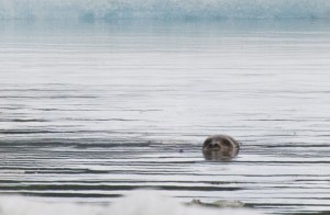 Mendenhall-LGail Blundell with the Alaska Department of Fish & Game thinks it's likely a young harbor seal. Gail Blundell with the Alaska Department of Fish & Game thinks it's likely a young harbor seal. (Photo by Heather Bryant/KTOO)
