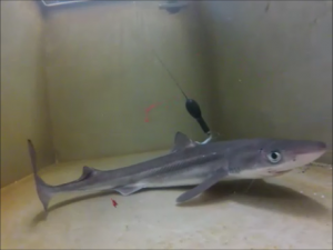A tagged spiny dogfish