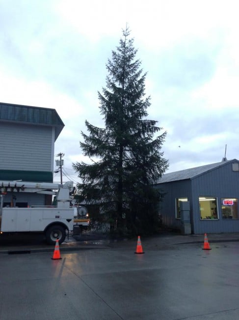 Wrangell_Christmas-tree