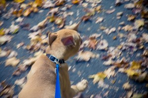 Liam on the run