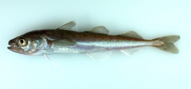 Arctic cod. (Photo courtesy of NOAA)