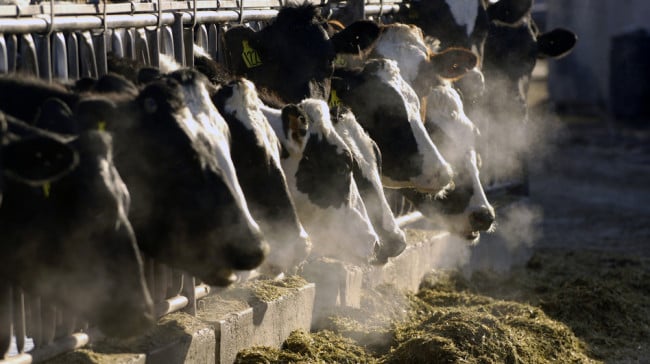Dairy cows feed through a fence at an Idaho farm, in this 2009 file photo. Idaho's Gov. C.L. "Butch" Otter enacted a bill Friday that criminalizes the act of secretly filming animal abuse at farms. Charlie Litchfield/AP