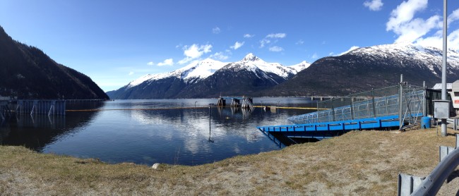 Clear weather reveals  the full extent of the submerged Skagway ferry terminal dock. (Photo by Doug Smith/KHNS)  