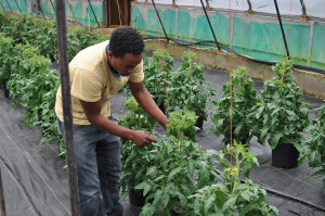 Diwt Gerewakl plucks leaves off tomato plants. (Photo by Anne Hillman/KSKA)