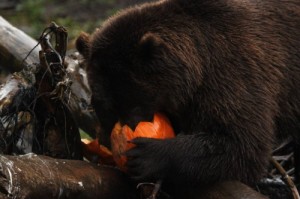 Brown bear “Lucky” devours a kibble-filled pumpkin on Guy Fawkes Day. (FOB photo/Debi Terry)