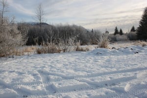 The new senior housing will sit on a 1.3-acre parcel of land. In the summer, Austin says it's surrounded by grass and fireweed. (Photo by Lisa Phu/KTOO)