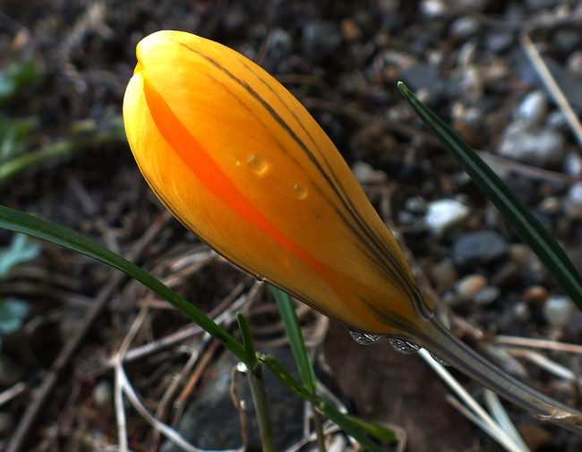 A crocus prepares to bloom on Douglas Island in early April 2015. (Photo by Matt Miller/KTOO)