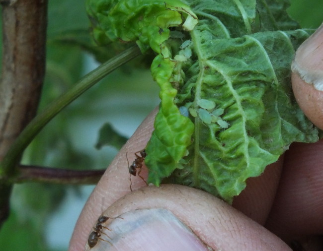 Ants scavenge excrement by-products left behind by these aphids in the leaves of a highbush cranberry in KTOO's Agricultural Test Station & Garden of Science! (Photo by Matt Miller/KTOO)