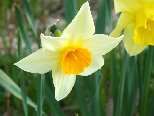 Narcissus blossoming in North Douglas yard. (Photo by Matt Miller/KTOO)