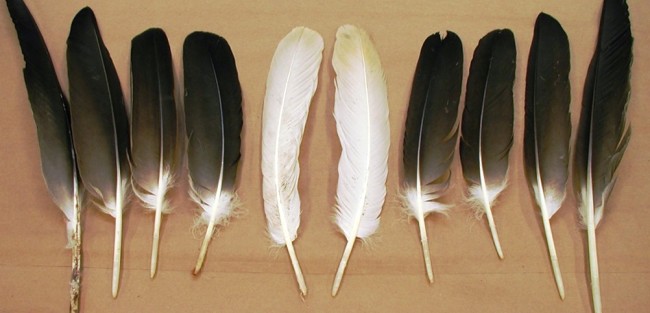 Ten large adult bald eagle feathers are among those held at the National Eagle Repository, near Denver Colorado.
