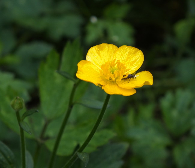 Arrgh! European buttercups are back!