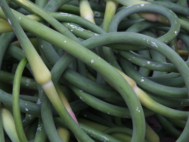Recently harvested garlic scapes. (Photo by Matt Miller/KTOO)