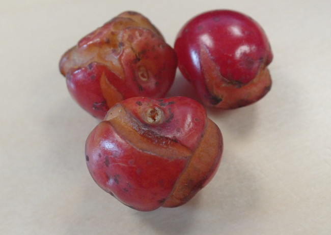 It's way too late to eat or use these split and cracked pie cherries. (Photo by Matt Miller/KTOO)