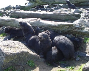 Northern fur seal pups on St. Paul Island, Alaska. (Photo courtesy of NOAA)