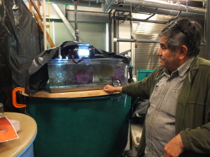 NOAA's Gordon Garcia shows one of the tanks that is being used to hatch and culture market squid in the wet lab at Ted Stevens Marine Research Institute. (Photo by Matt Miller/KTOO)