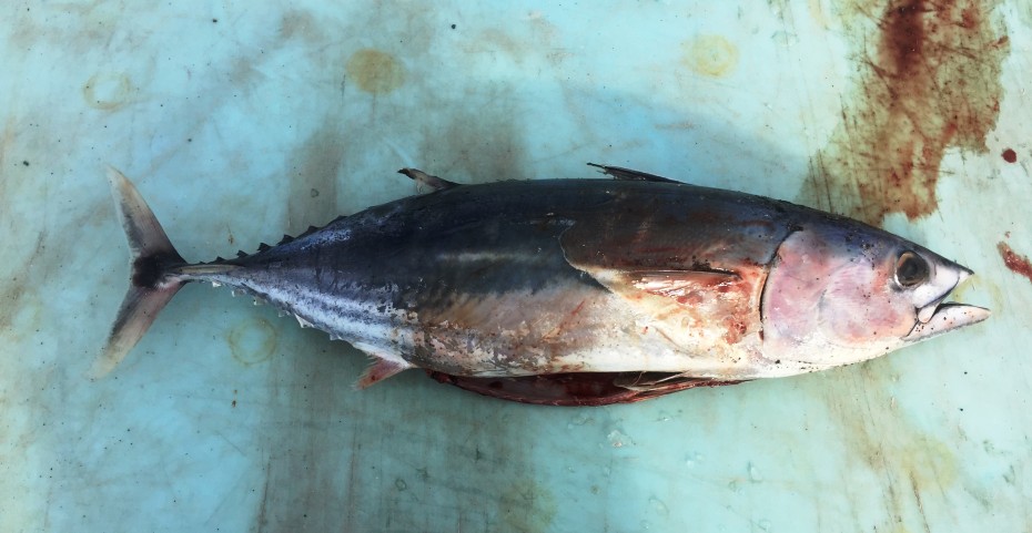Skipjack tuna found by Gary Johnson near the Tsiu River Sept. 7. (Photo courtesy of Nicole Zeiser, Alaska Department of Fish and Game)