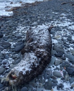 A dead sea otter on the beach at the Homer Spit on December 22, 2015. Photo by Daysha Eaton/KBBI)