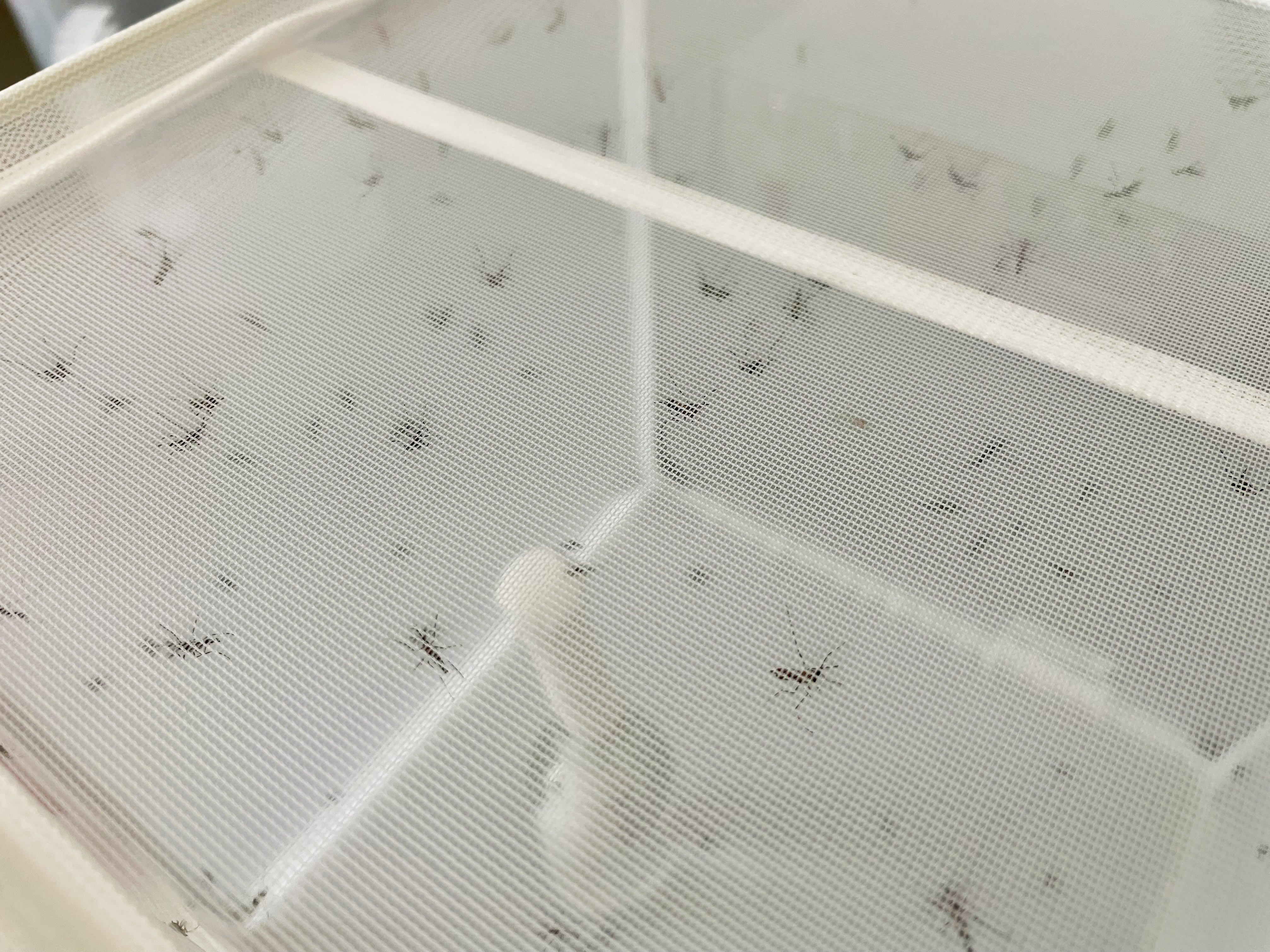 Mosquitos in a mesh cage
